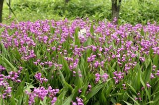 약초원 김종군님의 작성글 사진