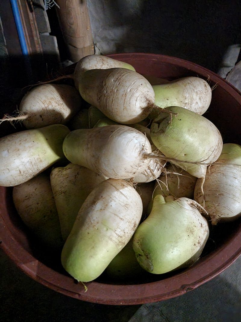 장터 상품 [김장 무] 썸네일