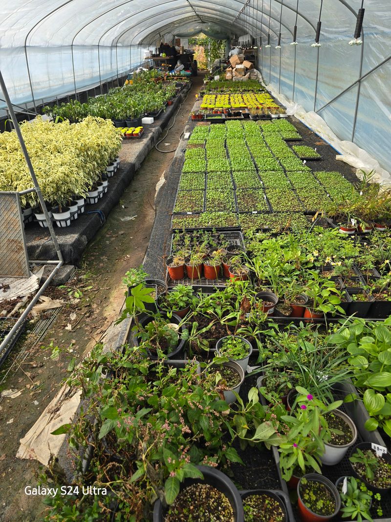 약초원 김종군님의 장터 판매 상품 [토종자생식물 자란꽃 종근] 첨부 사진