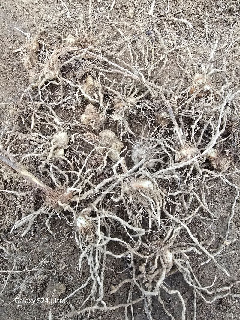 약초원 김종군님의 장터 판매 상품 [토종자생식물 자란꽃 종근] 첨부 사진