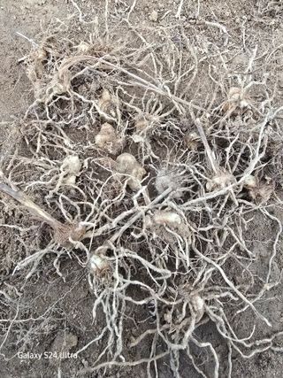 약초원 김종군님의 작성글 사진