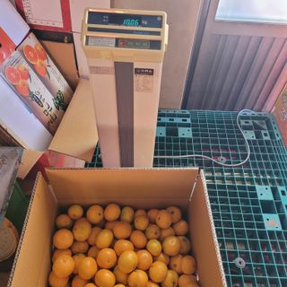 서귀포달코롬감귤농원님의 귤 · 수확 작성글 사진