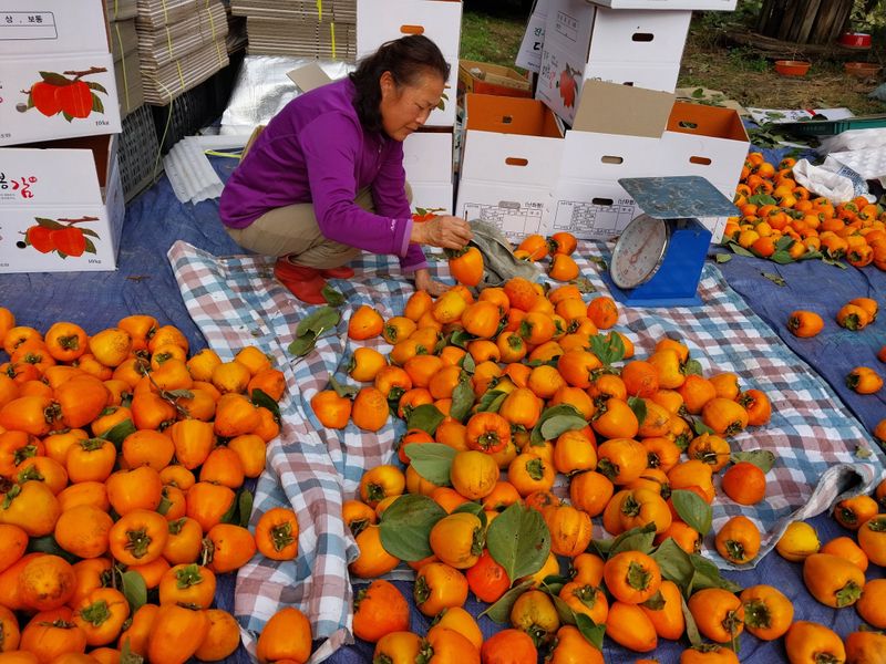 장터 상품 [대봉감] 썸네일