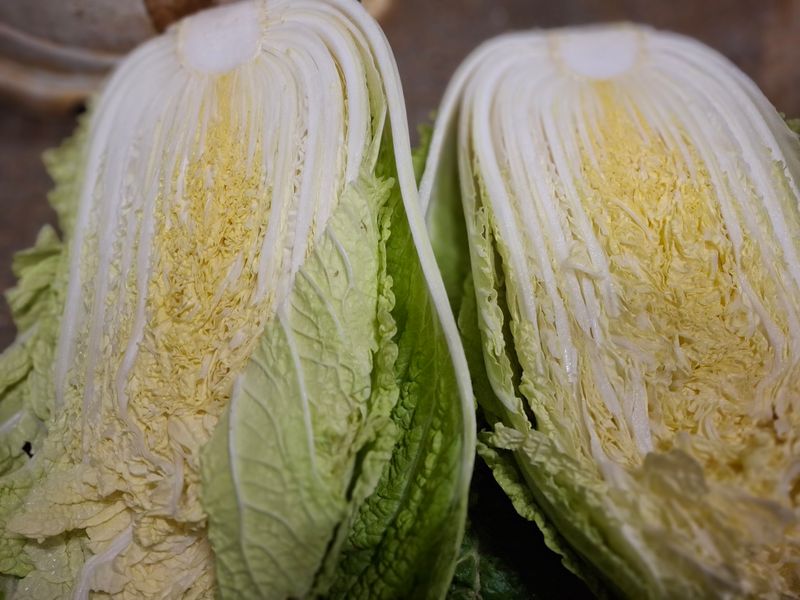 강정순님의 장터 판매 상품 [배추] 첨부 사진