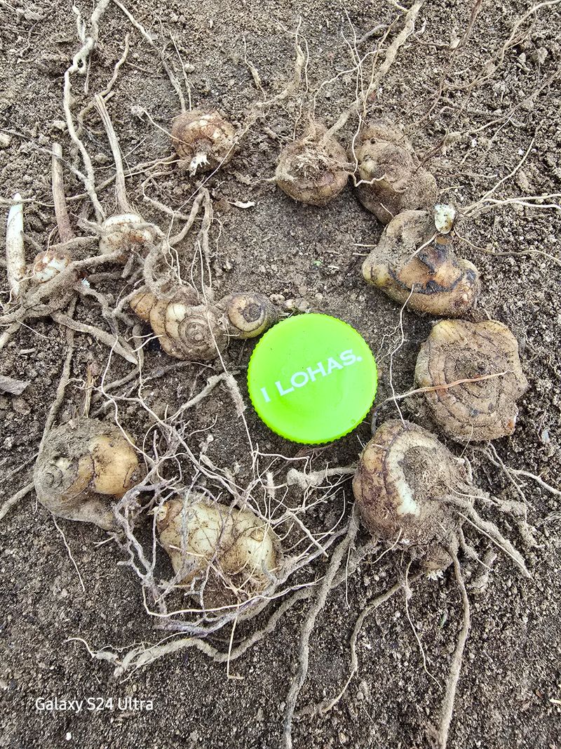 약초원 김종군님의 장터 판매 상품 [토종자생식물 자란꽃 종근] 첨부 사진