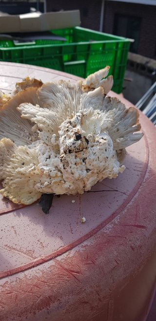 최희경님의 자유주제 · 자유게시판 작성글 사진