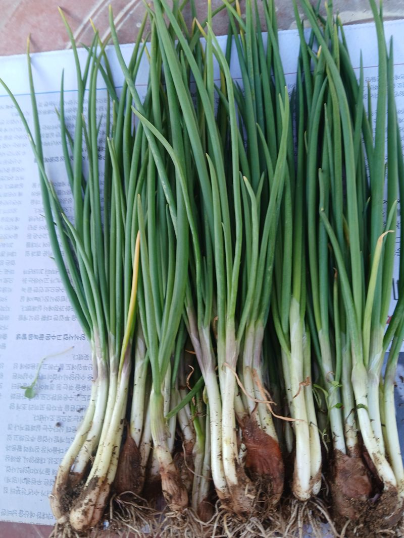 김상선님의 장터 판매 상품 [흙쪽파1kg] 첨부 사진