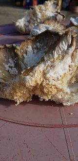 팜모닝 자유주제·자유게시판 게시글 이미지