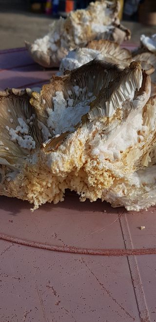 최희경님의 자유주제 · 자유게시판 작성글 사진