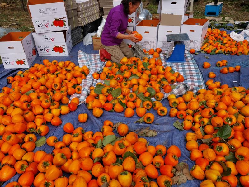조봉래님의 장터 판매 상품 [대봉감] 첨부 사진