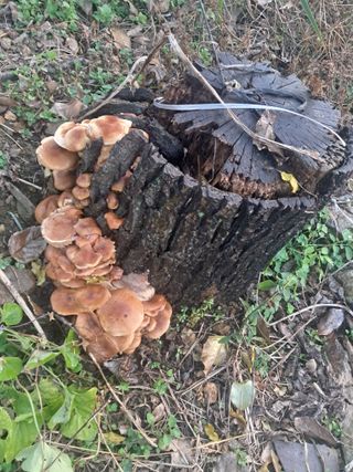 충남공주이도은님의 자유주제 · 자유게시판 작성글 사진