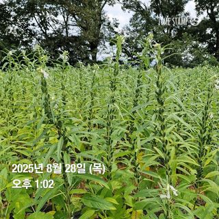 송석래님의 작성글 사진