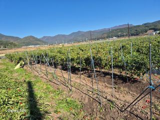 사천시향촌동 돼지띠님의 자유주제 · 자유게시판 작성글 사진