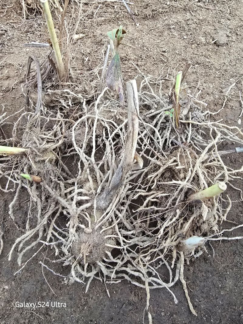 약초원 김종군님의 장터 판매 상품 [토종자생식물 자란꽃 종근] 첨부 사진