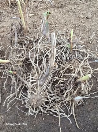 약초원 김종군님의 작성글 사진