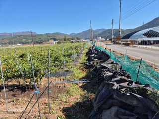 사천시향촌동 돼지띠님의 자유주제 · 자유게시판 작성글 사진