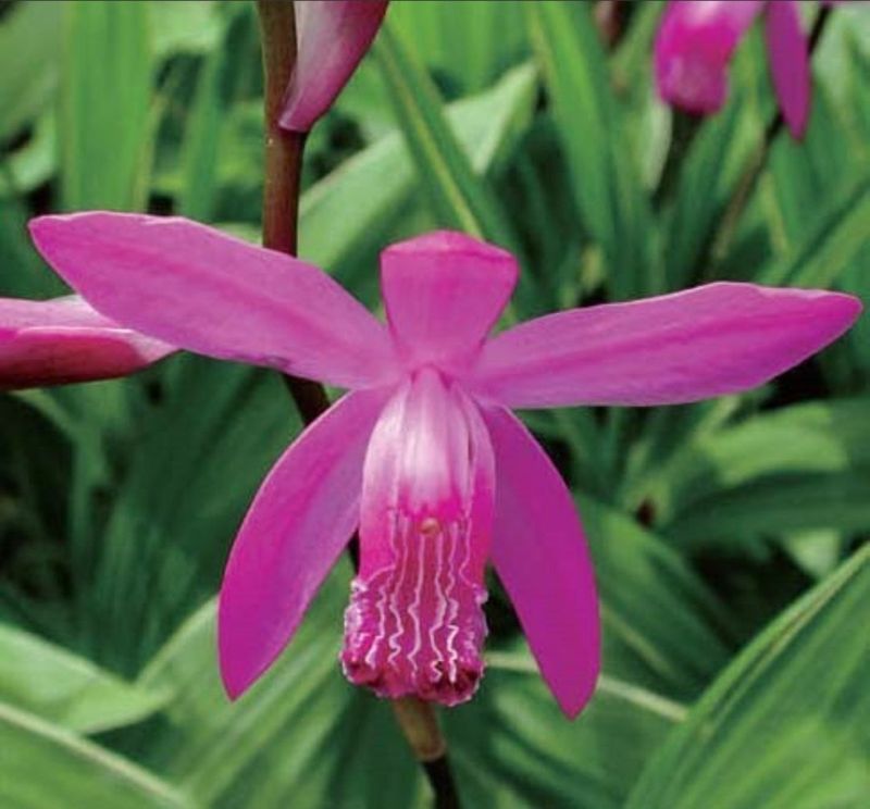 약초원 김종군님의 장터 판매 상품 [토종자생식물 자란꽃 종근] 첨부 사진