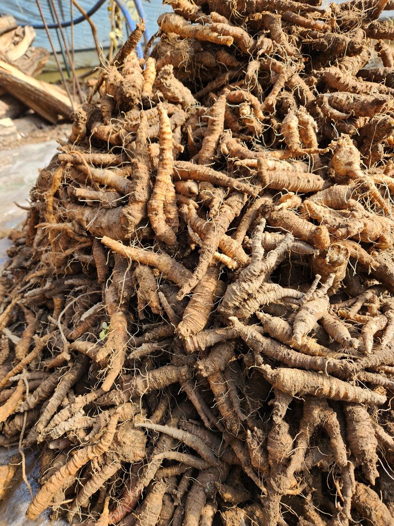 장터 상품 [더덕 4키로 ] 썸네일