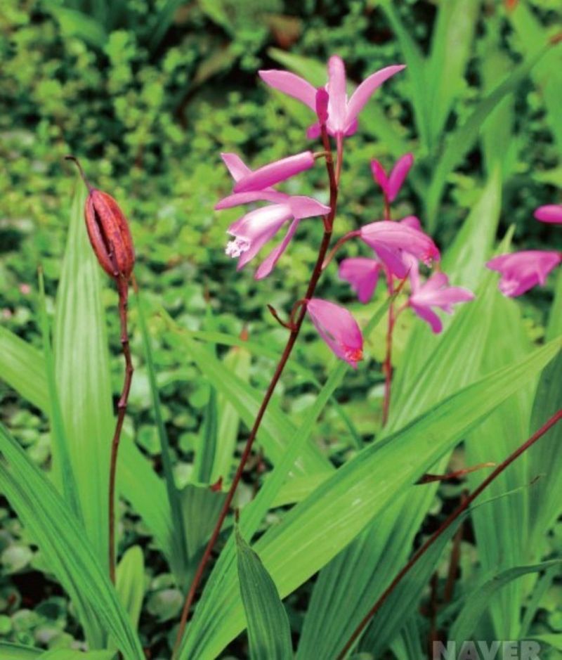 약초원 김종군님의 장터 판매 상품 [토종자생식물 자란꽃 종근] 첨부 사진