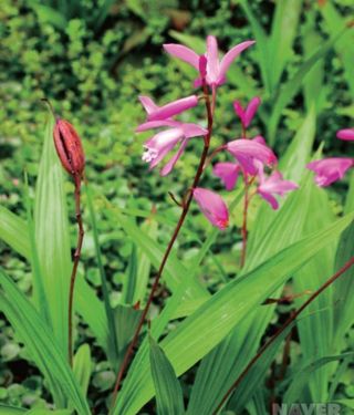 약초원 김종군님의 작성글 사진