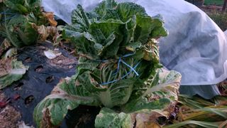 장석오님의 자유주제 · 자유게시판 작성글 사진