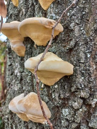 심무재 님의 자유주제 · 자유게시판 작성글 사진