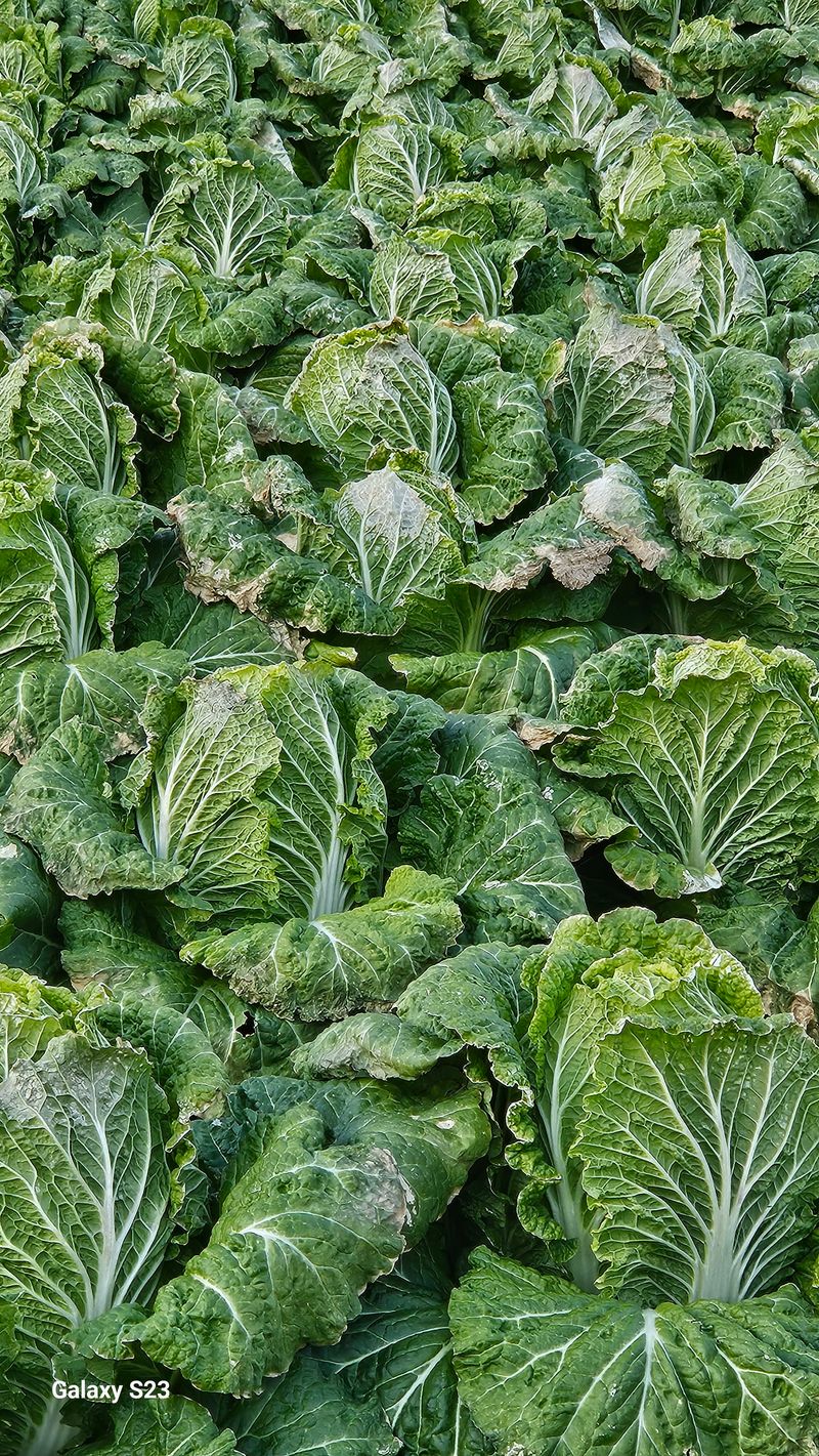 손윤영/수채화농원님의 장터 판매 상품 [고냉지 절임배추 20kg] 첨부 사진