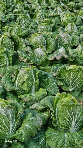 손윤영/수채화농원님의 작성글 사진