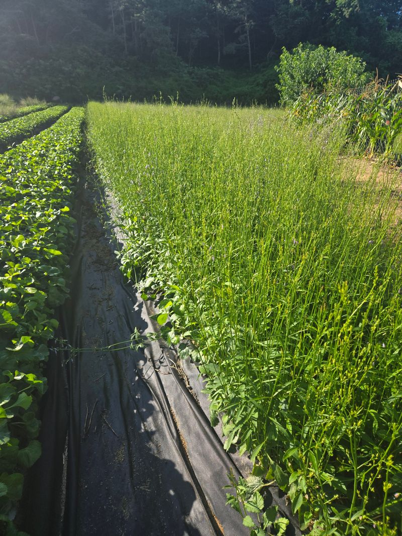 노지잔대재배7년차님의 장터 판매 상품 [햇잔대씨앗 1홉(100g)] 첨부 사진
