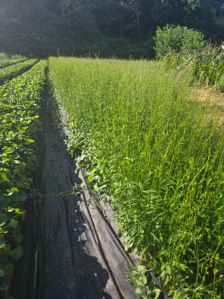 노지잔대재배7년차님의 작성글 사진