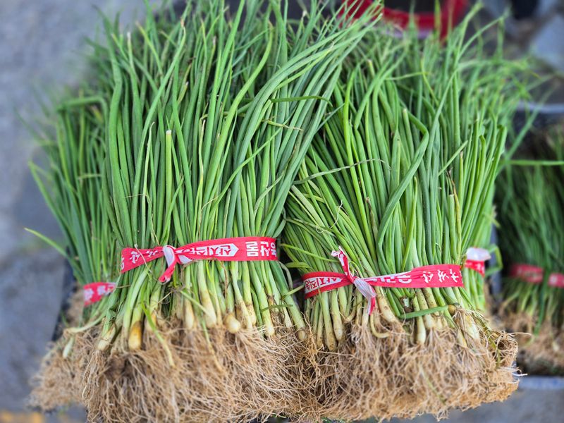 돼지파쪽파님의 장터 판매 상품 [다발 저장양파모종 ] 첨부 사진