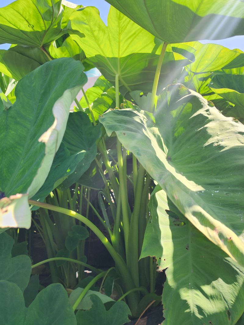 박동현님의 장터 판매 상품 [왕토란 종근판매 ] 첨부 사진