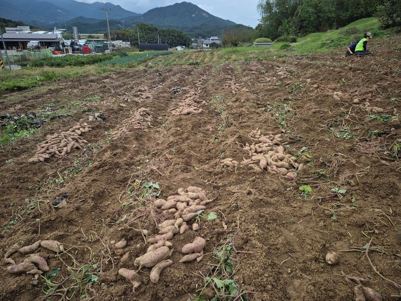 독고다이님의 장터 판매 상품 [해남 꿀 고구마 10kg] 첨부 사진