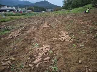 독고다이님의 작성글 사진