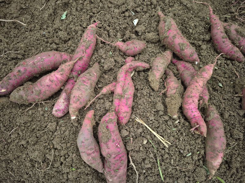 독고다이님의 장터 판매 상품 [해남 꿀 고구마 10kg] 첨부 사진