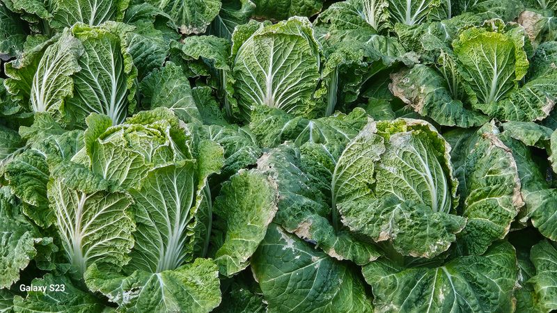 손윤영/수채화농원님의 장터 판매 상품 [고냉지 절임배추 20kg] 첨부 사진