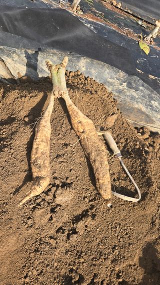 알칡2025님의 자유주제 · 자유게시판 작성글 사진