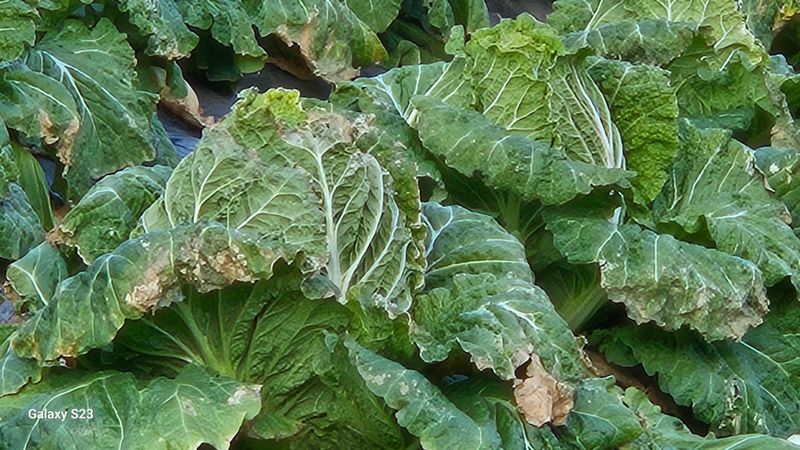 손윤영/수채화농원님의 장터 판매 상품 [고냉지 절임배추 20kg] 첨부 사진