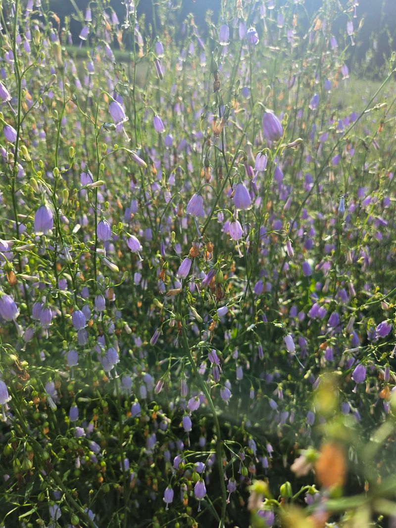노지잔대재배7년차님의 장터 판매 상품 [햇잔대씨앗 1홉(100g)] 첨부 사진