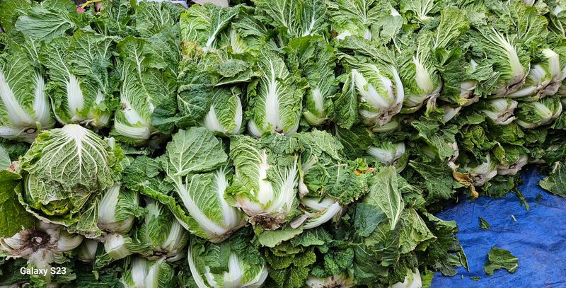 손윤영/수채화농원님의 장터 판매 상품 [고냉지 절임배추 20kg] 첨부 사진