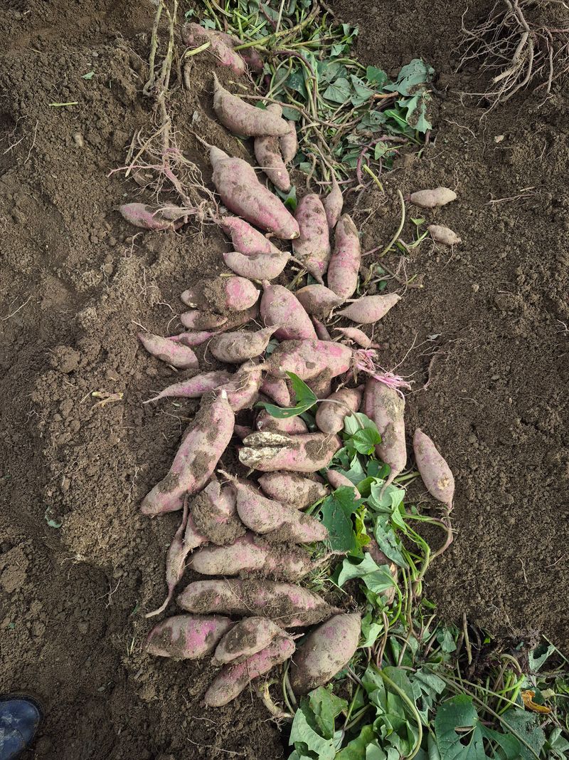 독고다이님의 장터 판매 상품 [해남 꿀 고구마 10kg] 첨부 사진