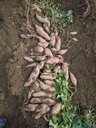 독고다이님의 작성글 사진