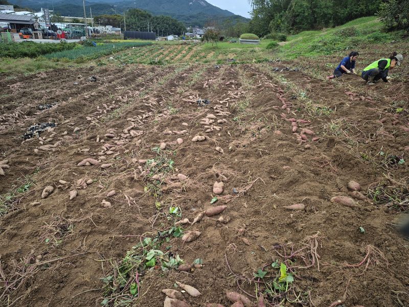 독고다이님의 장터 판매 상품 [해남 꿀 고구마 10kg] 첨부 사진