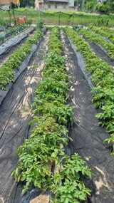 팜모닝 · 게시글 이미지