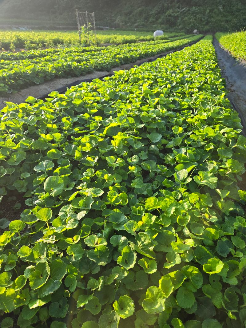 노지잔대재배7년차님의 장터 판매 상품 [햇잔대씨앗 1홉(100g)] 첨부 사진