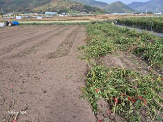 사천시향촌동 돼지띠님의 자유주제 · 자유게시판 작성글 사진