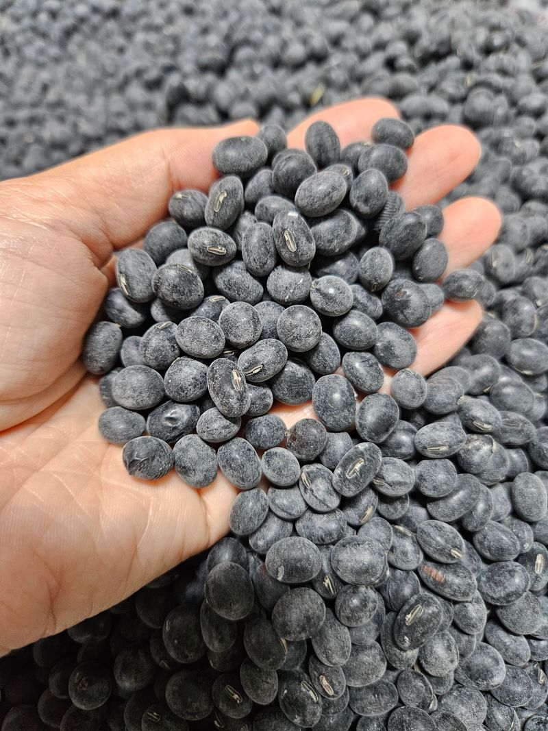 정택희님의 장터 판매 상품 [새바람(속청서리태)] 첨부 사진