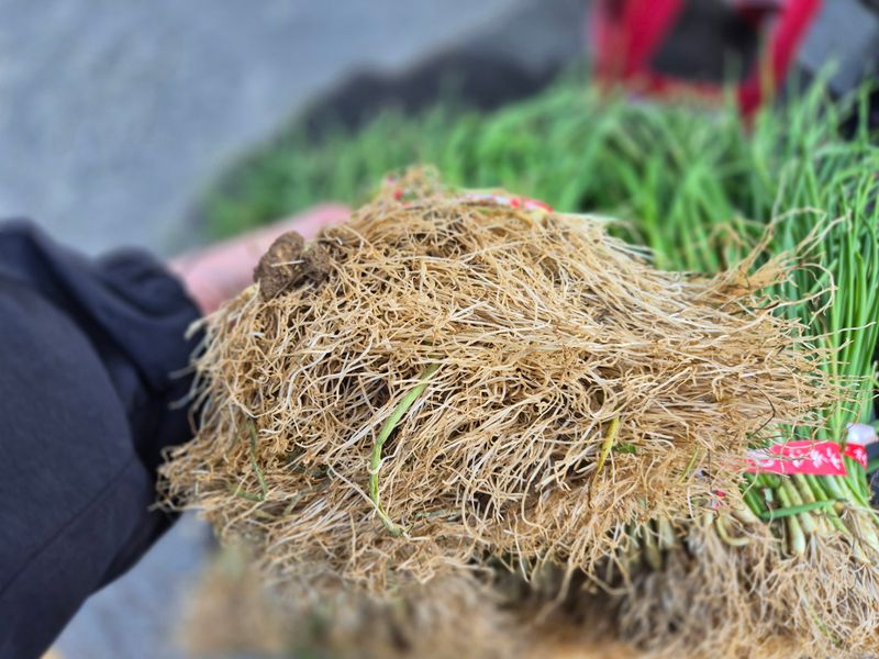 돼지파쪽파님의 장터 판매 상품 [다발 저장양파모종 ] 첨부 사진