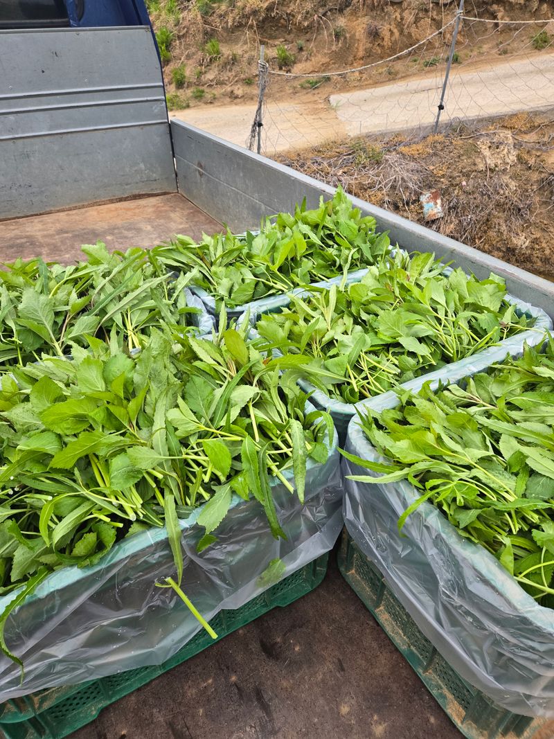 노지잔대재배7년차님의 장터 판매 상품 [햇잔대씨앗 1홉(100g)] 첨부 사진