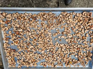 대봉매실 인생이막님의 작성글 사진